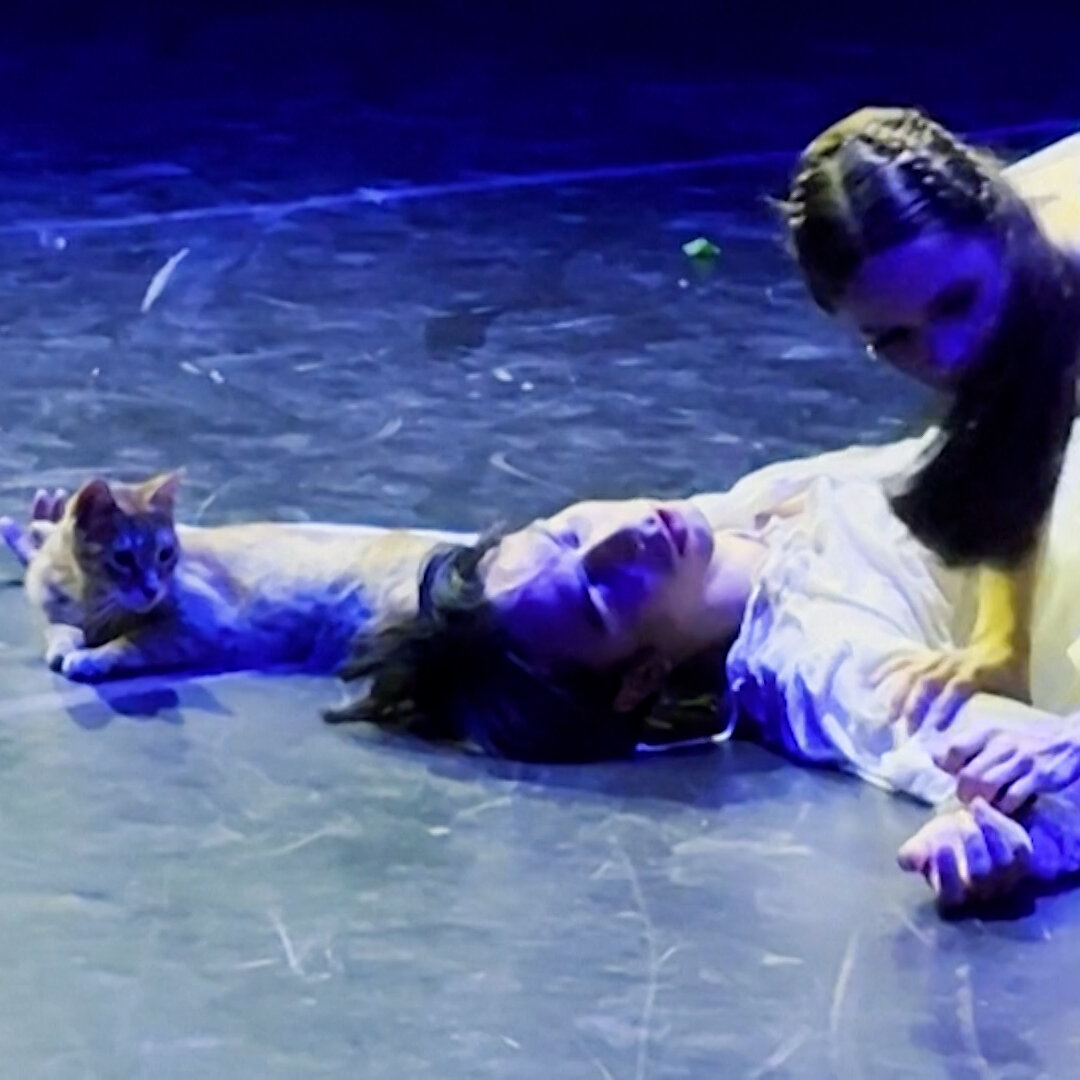 In Its Tragic Finale, ‘Romeo and Juliet’ Is Interrupted by a Cat