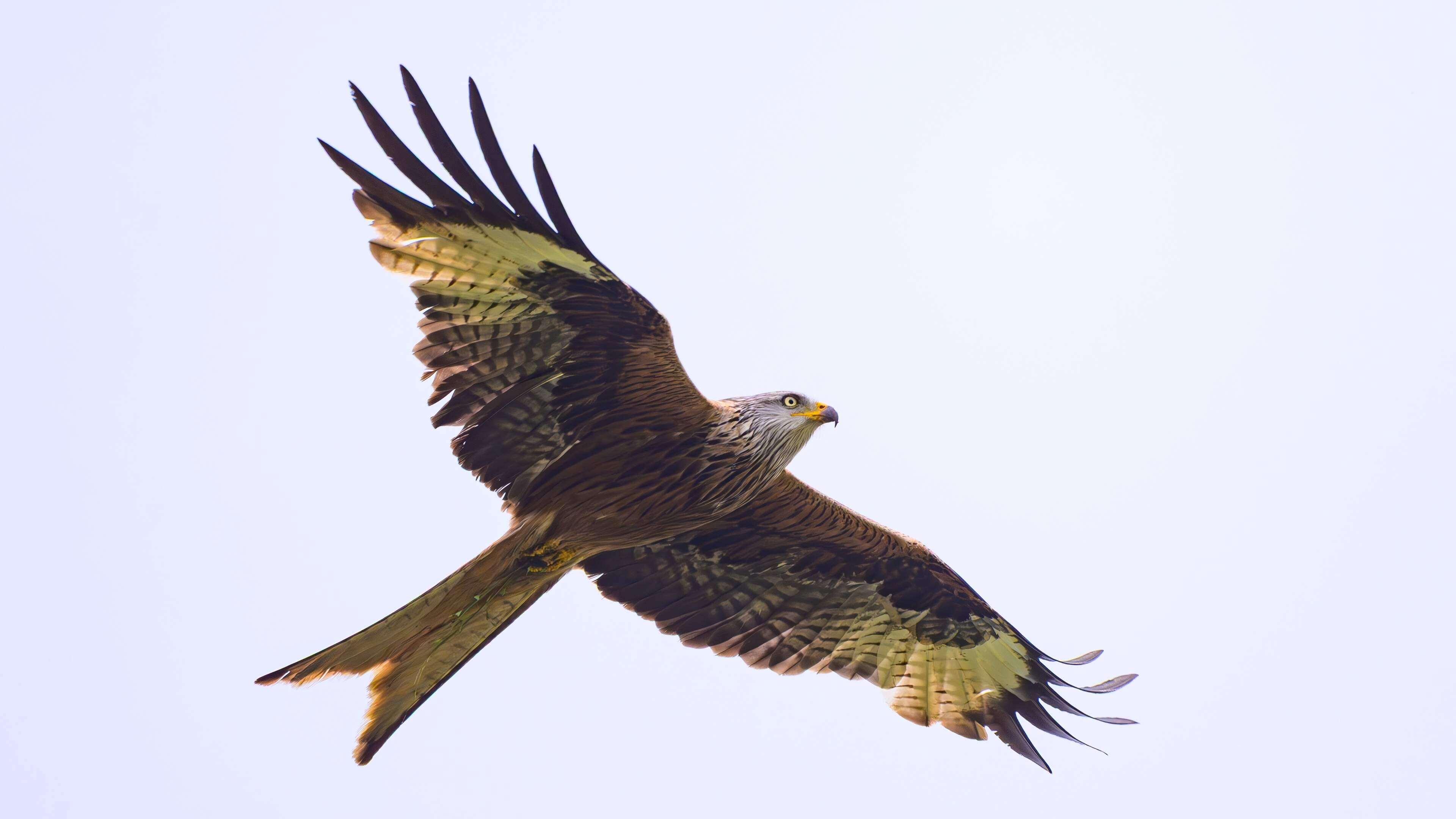 ’Agressieve’ buizerd valt mensen in Engels dorpje aan