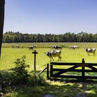 Onthutste en afwachtende reacties op gelekte stikstofplannen kabinet