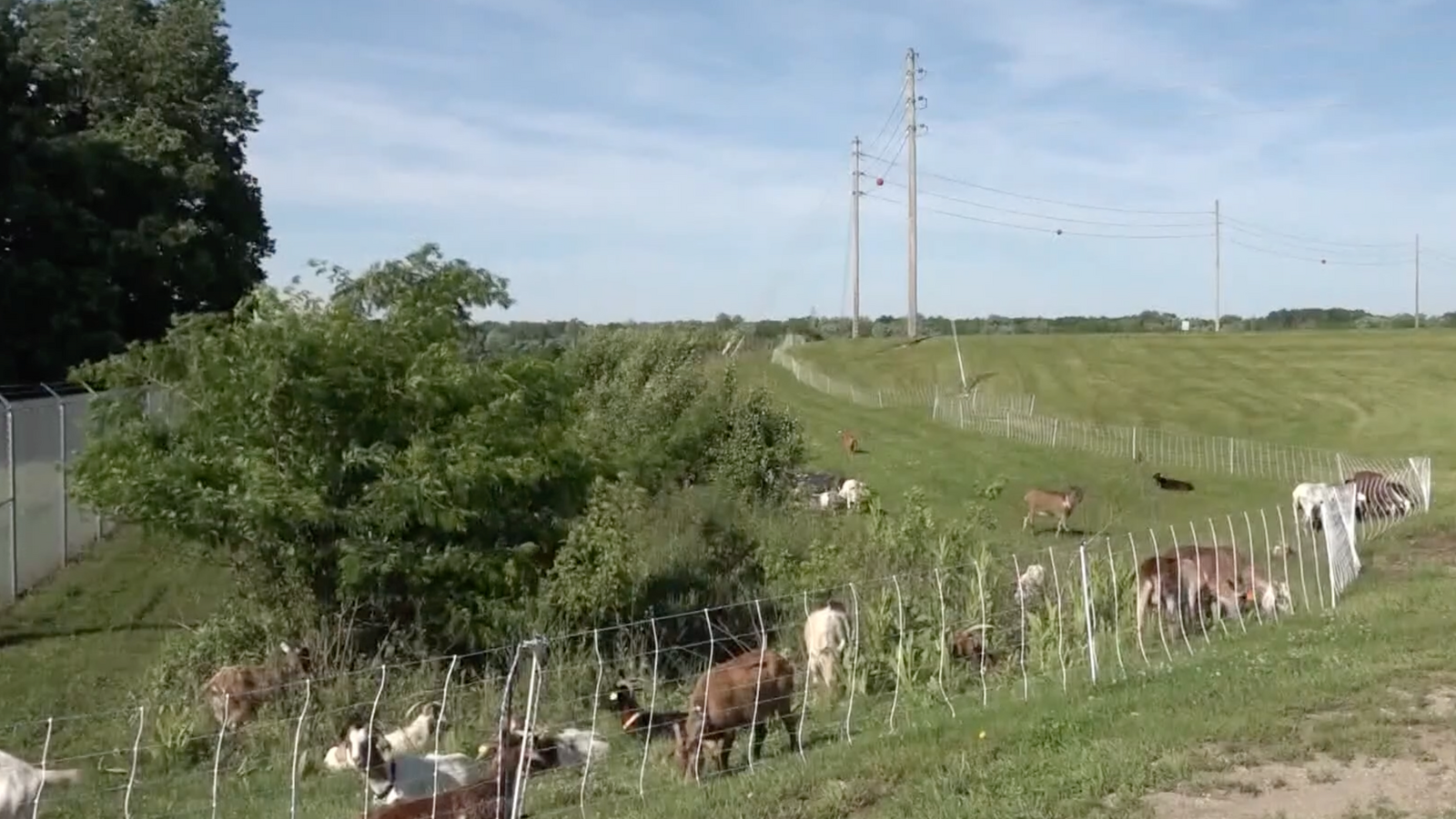 Ohio City Worker Union Complains That Goats Are Eating Its Lunch