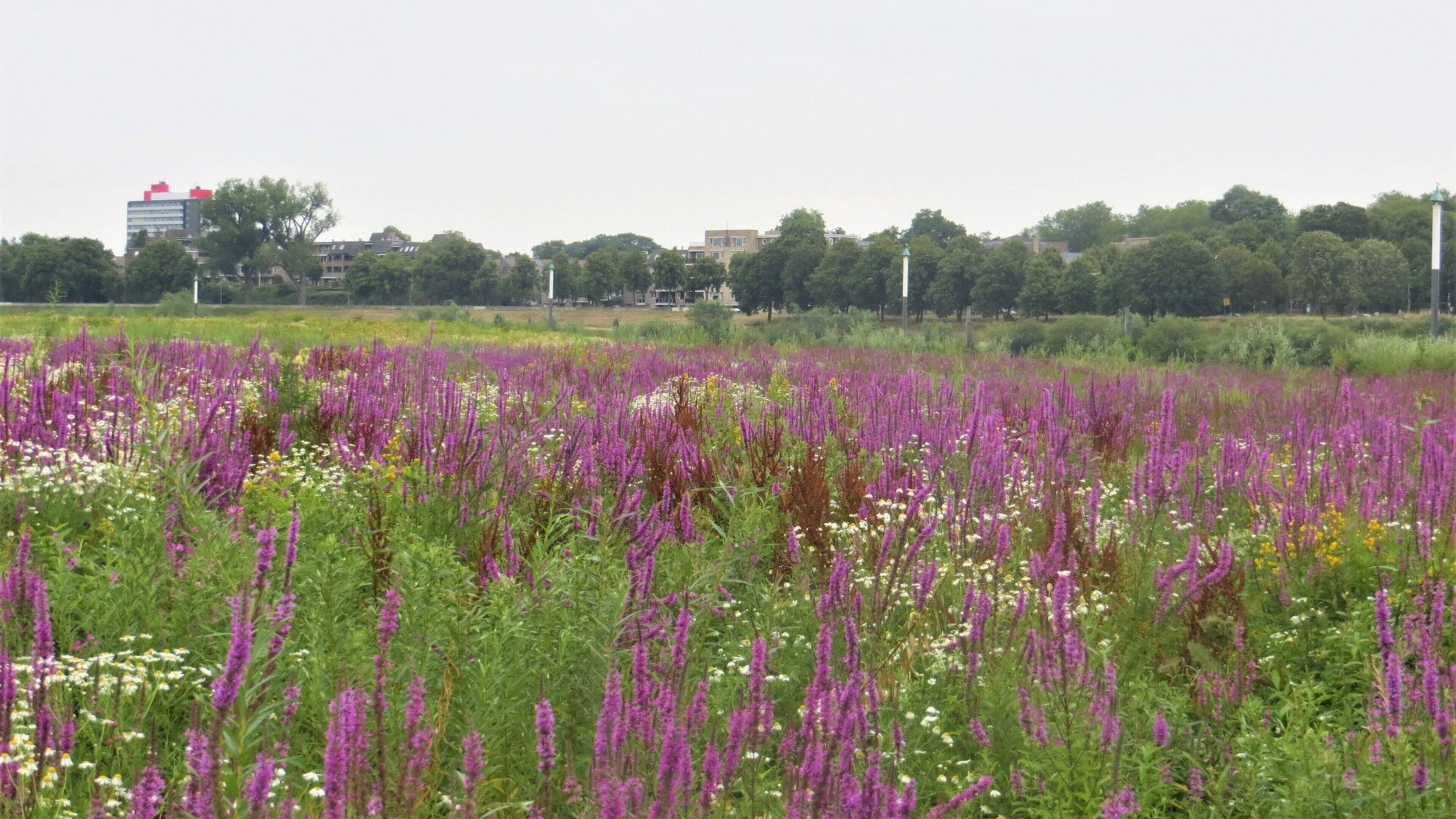 Verken de groene wereld van het Blerickse natuurgebied Raayweiden