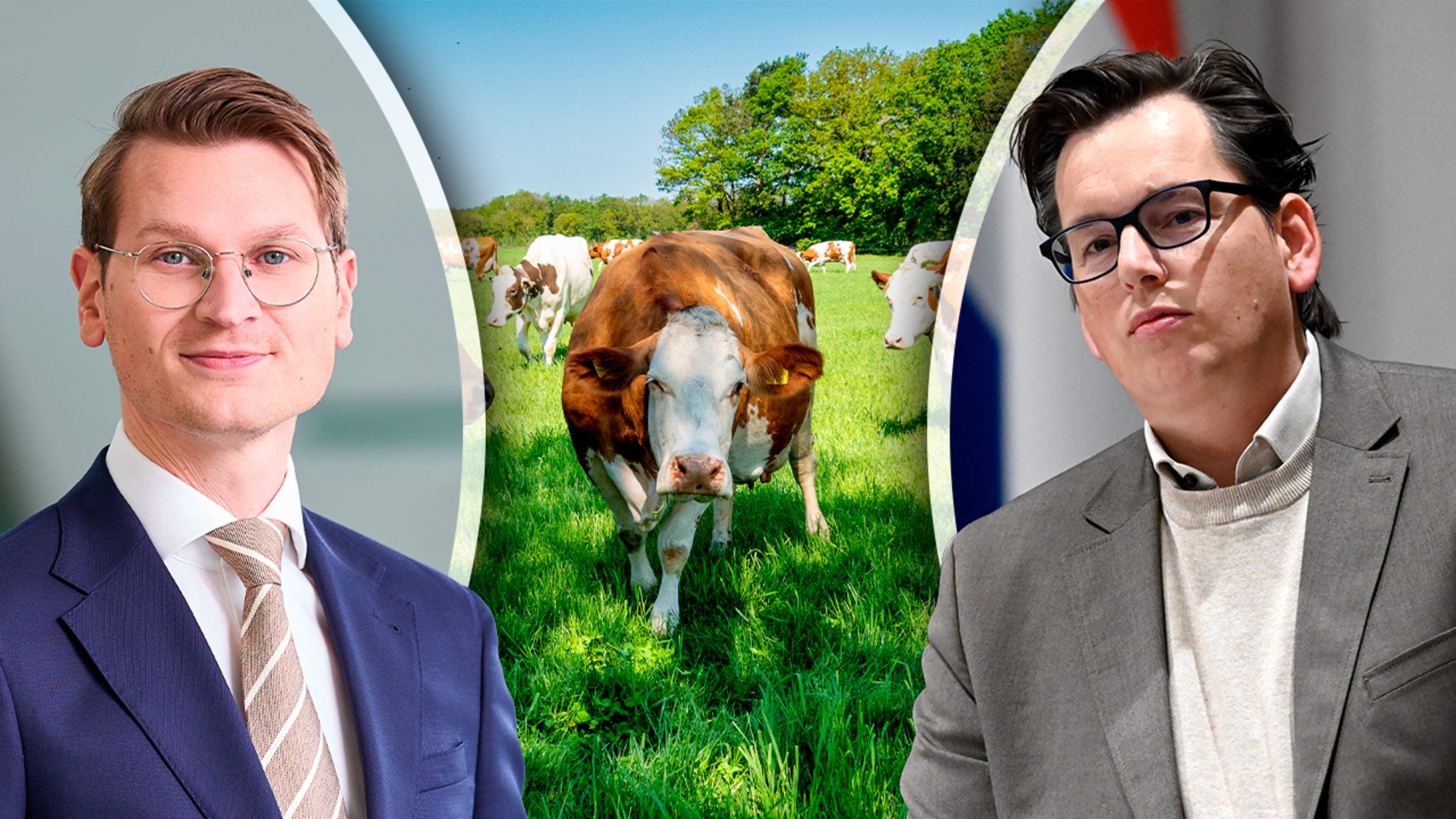 Oppositie zet kabinet onder druk om extreem lage Nederlandse stikstofgrens eindelijk op te hogen: ’Wetenschap heeft hele goede argumenten aangereikt’