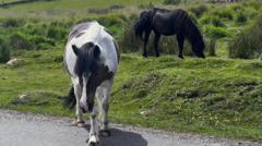 Row over potential cull of Dartmoor hill ponies