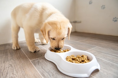 Terugroepactie wegens stukjes plastic in honden- en kattenvoer