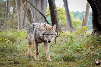 Grauwe gans vrat buik rond voor 46 miljoen aan gras en bloemkool, ook wolf zorgt voor groei faunaschade