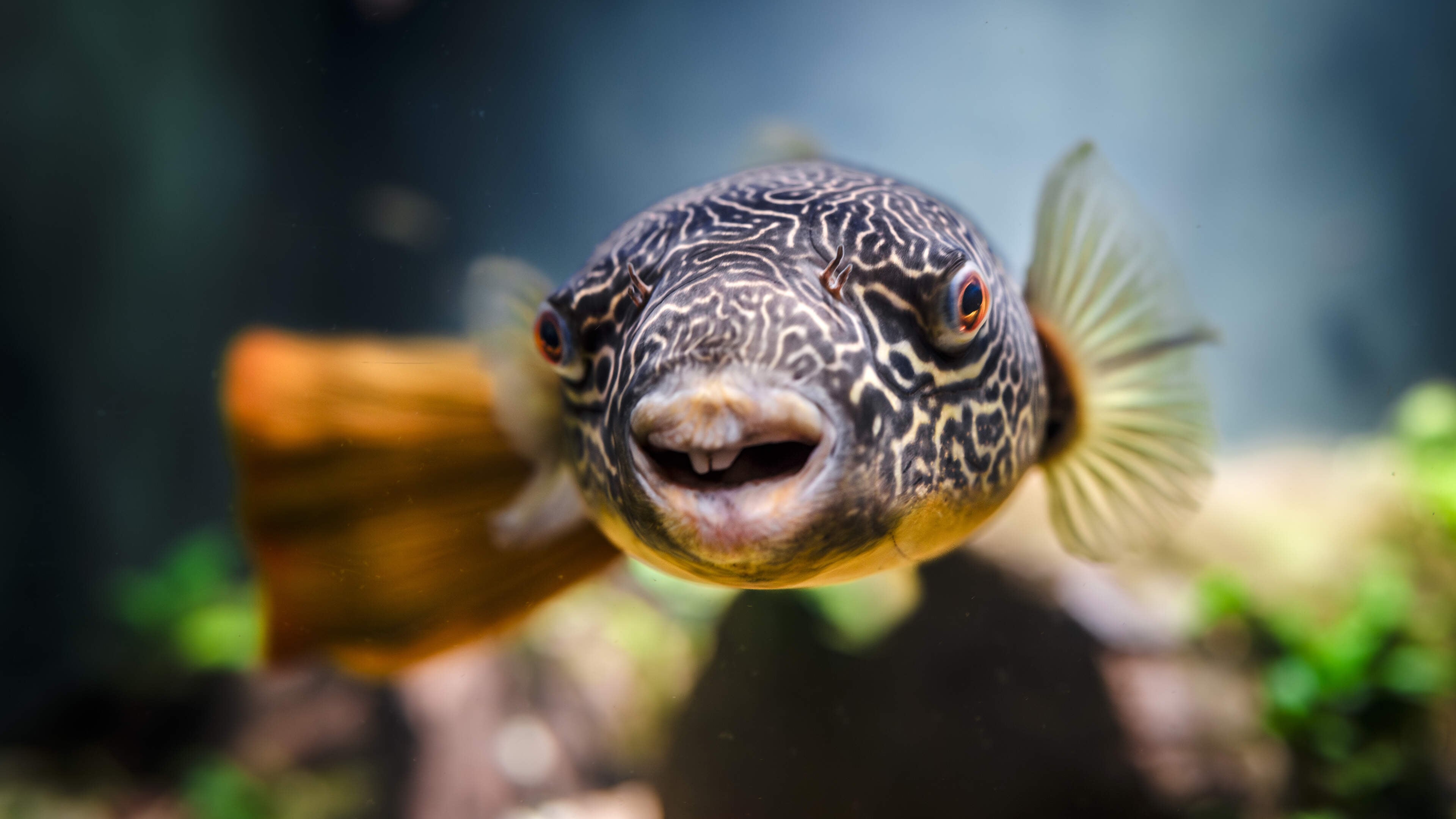 Vijf sterren in het nieuwe Artis-Aquarium: van kogelvis Cucki tot zeekatten