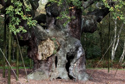 1200 jaar oude ‘Robin Hood-boom’ in Engels Sherwood Forest bezweken