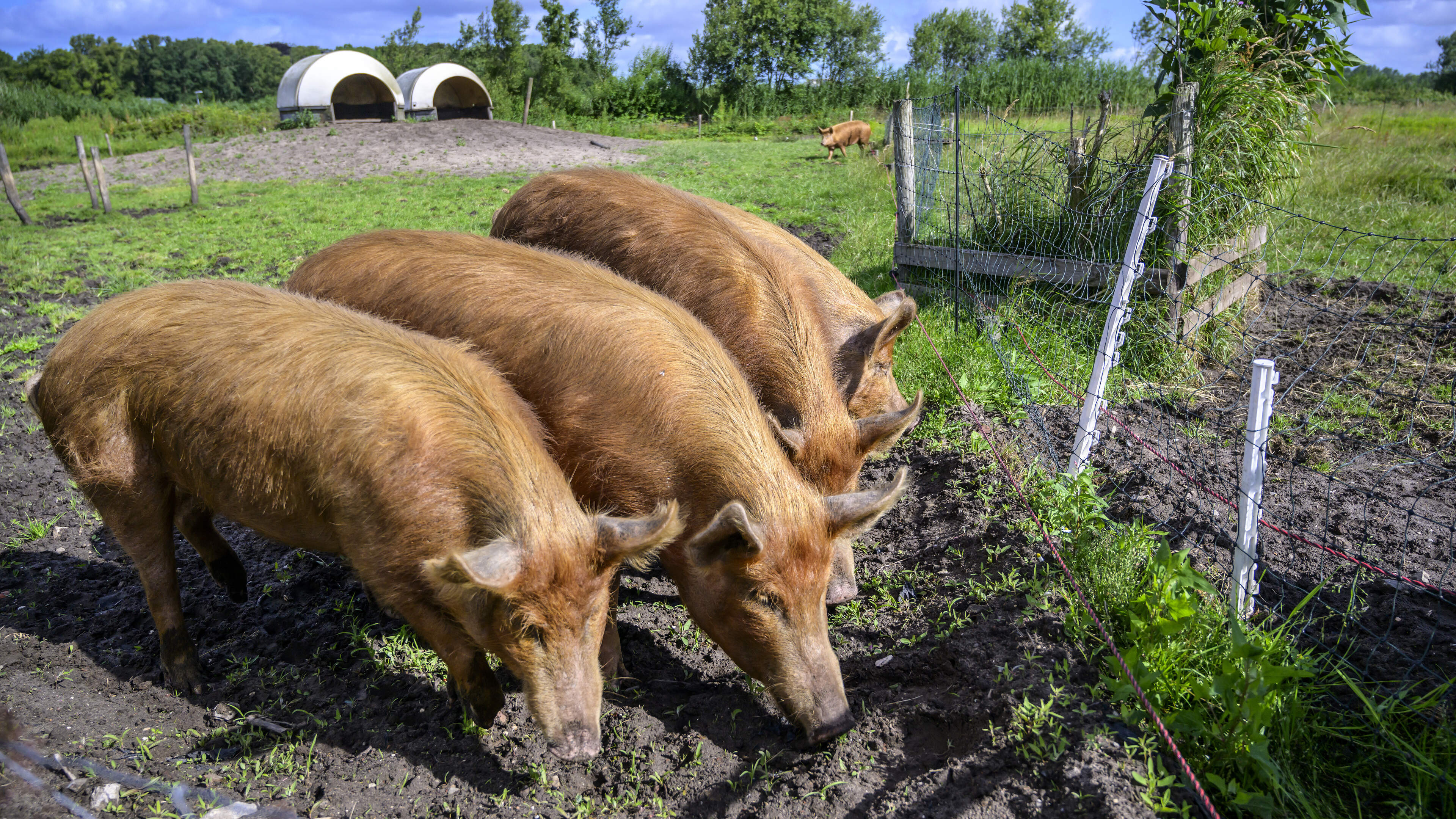 Zeven bijzondere tuinen te bewonderen tijdens de Open Tuinendag van Groei & Bloei Zuid-Kennemerland