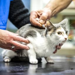 Kabinet wil torenhoge kosten bij dierenarts beteugelen