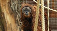 Four days of rain slashed population of world's rarest orangutans, study says