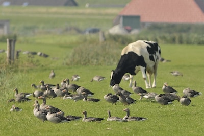 Voor 9,5 miljoen euro aan faunaschade in Oost-Nederland: dit zijn de boosdoeners