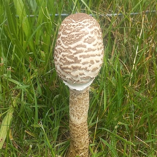 Deze grote parasolzwam zag kans al in juni te ontluiken
