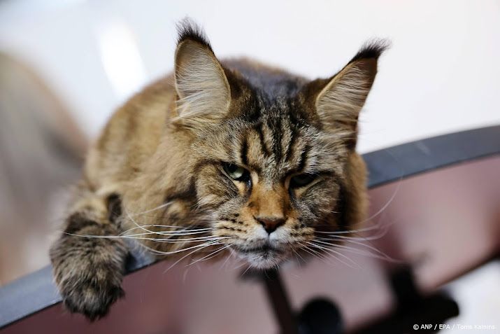 Supermarkten waarschuwen voor mogelijk plastic in dierenvoeding