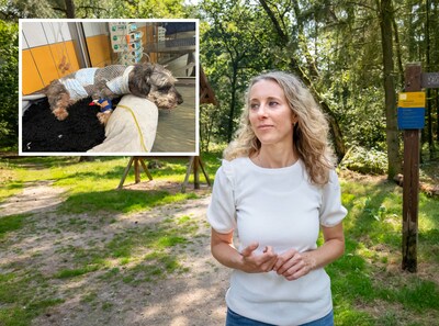 Wolf doodt hond? Pech gehad. Wolf doodt schaap? Je krijgt geld: waarom?