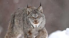 Canadian lynx one of big cat sightings in Welsh countryside