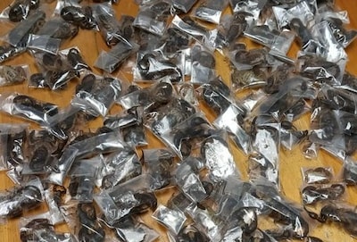 Politie pakt man (28) met 150 schorpioenen in bagage op luchthaven Kaapstad
