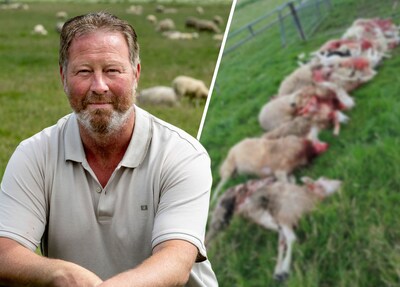 Boer vindt in drie weken bijna vijftig dode schapen in Kamperveen: is dit een wolvengebied geworden?