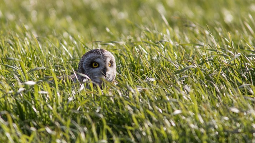 Leefgebied zeldzame velduil in Bodegraven-Noord verdwijnt. Hij moet plaats maken voor nieuwe natuur