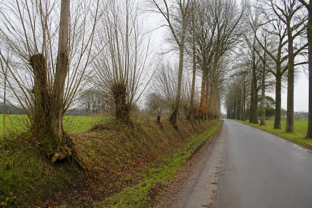 Petitie tegen kap houtwallen Hellendoorn al ruim 800 keer getekend