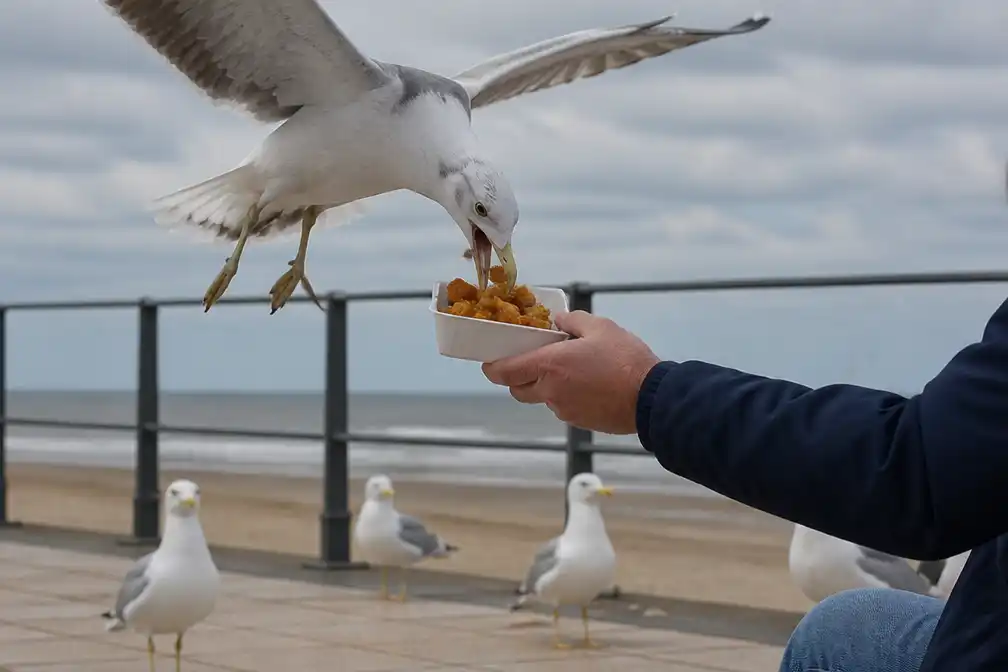 Leer leven met meeuwen, schrijven Nederlandse kranten nu overlast toeneemt