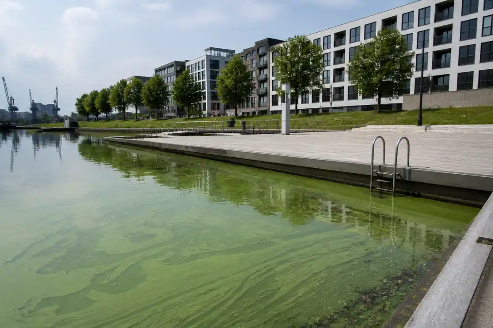 Gent stelt opening drie zwemzones uit door blauwalg
