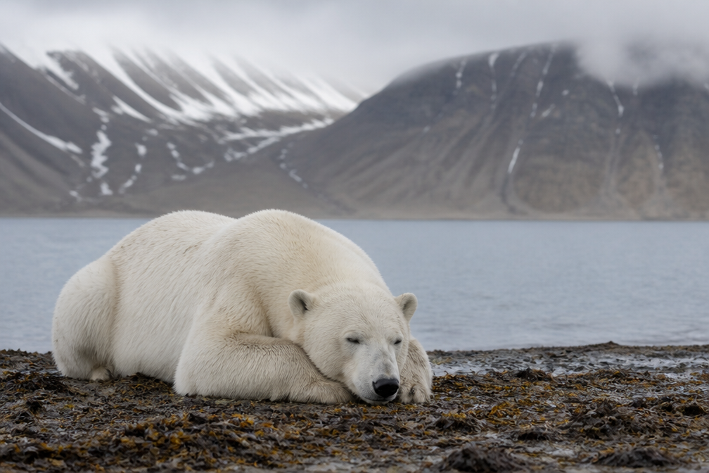 Boete van 50.000 kronen voor wekken ijsbeer op Spitsbergen