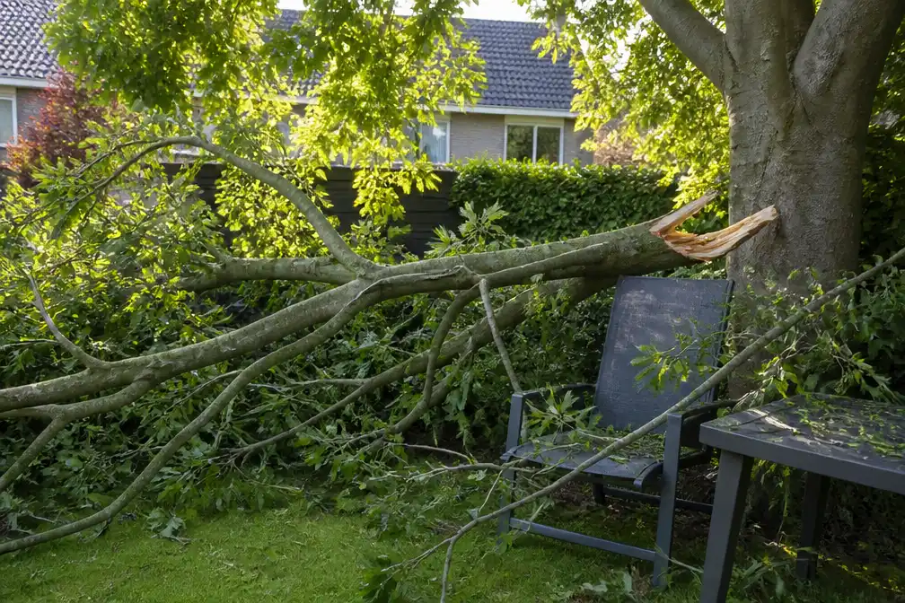 Peter Boerrigter ontsnapt aan vallende beukentak in zijn tuin