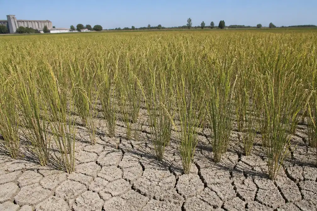 Extreme droogte in Italië bedreigt risottorijst, tomaten en olijven