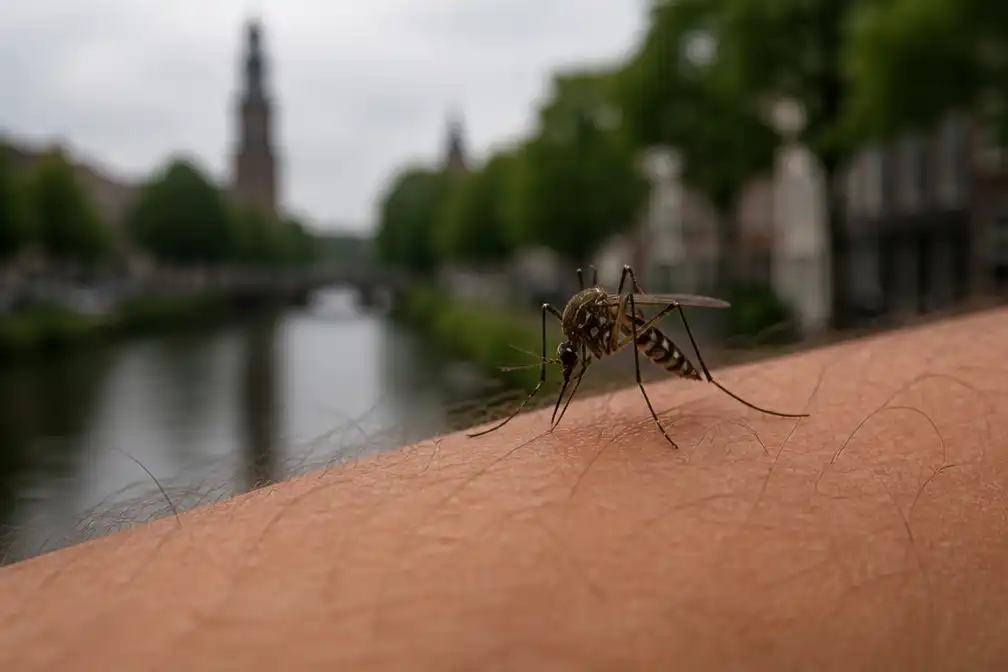 Persoon overleden aan westnijlvirus in Utrecht, meldt RIVM