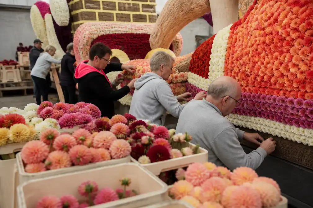 960.000 dahlia’s geleverd in Blankenberge voor bloemencorso van zondag