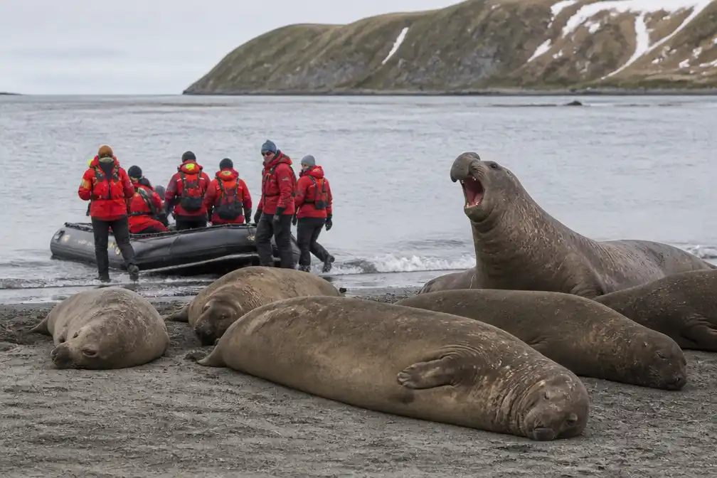 Australië evacueert 24 onderzoekers van Macquarie-eiland om vogelgriep