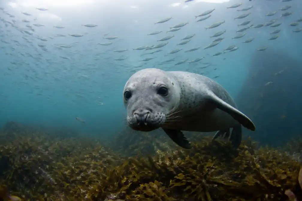 Nederlandse natuurfilm De Wilde Noordzee vanaf 19 september in Britse bioscopen
