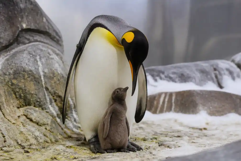 Koningspinguïn Zelda verwelkomt eerste kuiken in Antwerpse Zoo