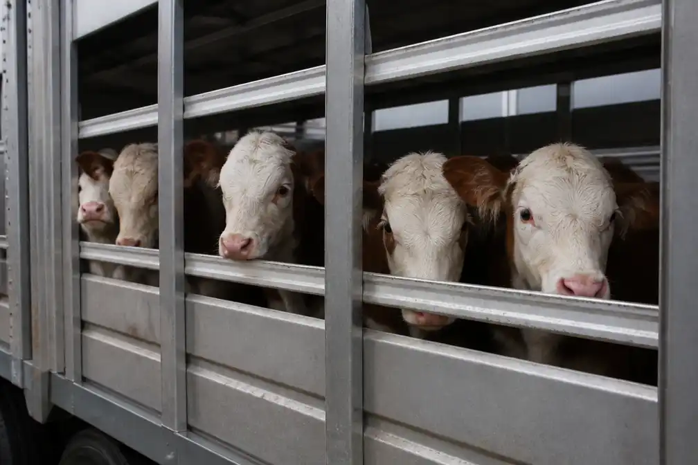 NVWA dreigt vier Ierse veetransporteurs met boetes om kalfjesvervoer
