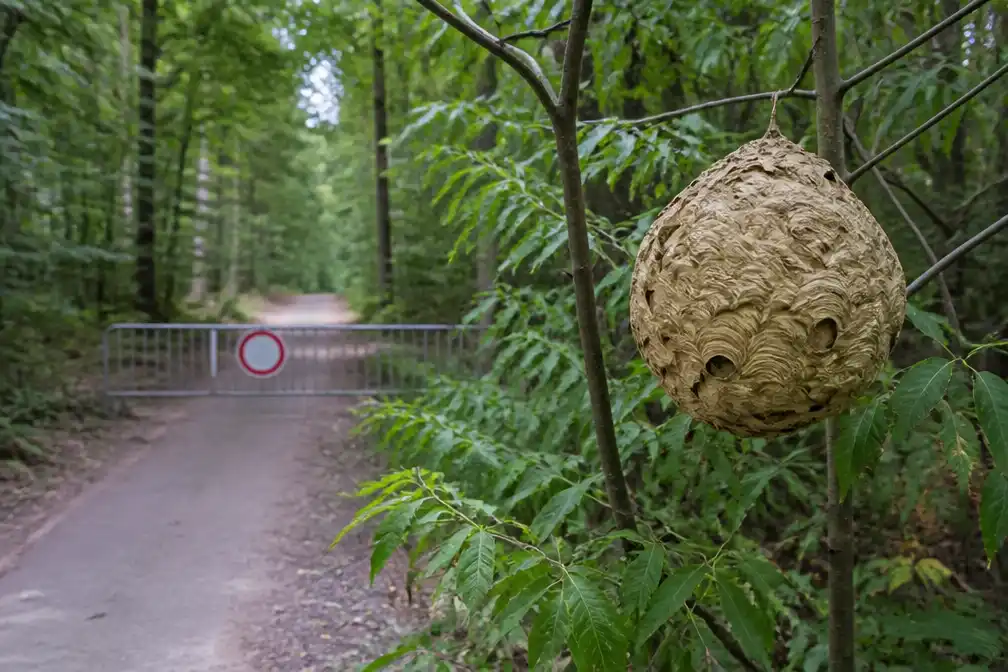 Nest Aziatische hoornaars gevonden in Liedekerke Bos, zijweg afgesloten