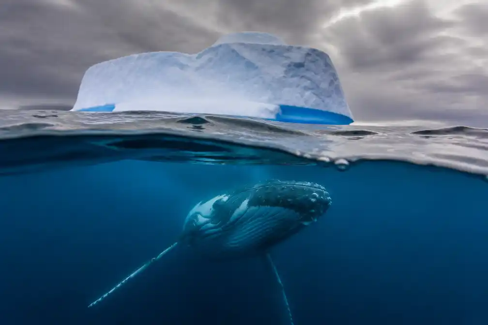 Jury Ocean Photography Awards bekroont foto's van schone, diverse en kwetsbare oceaan