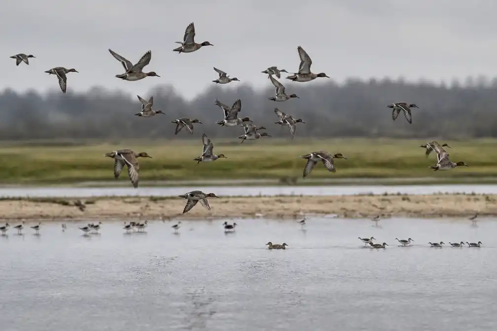 Rapport: een op de negen trekvogelsoorten met uitsterven bedreigd