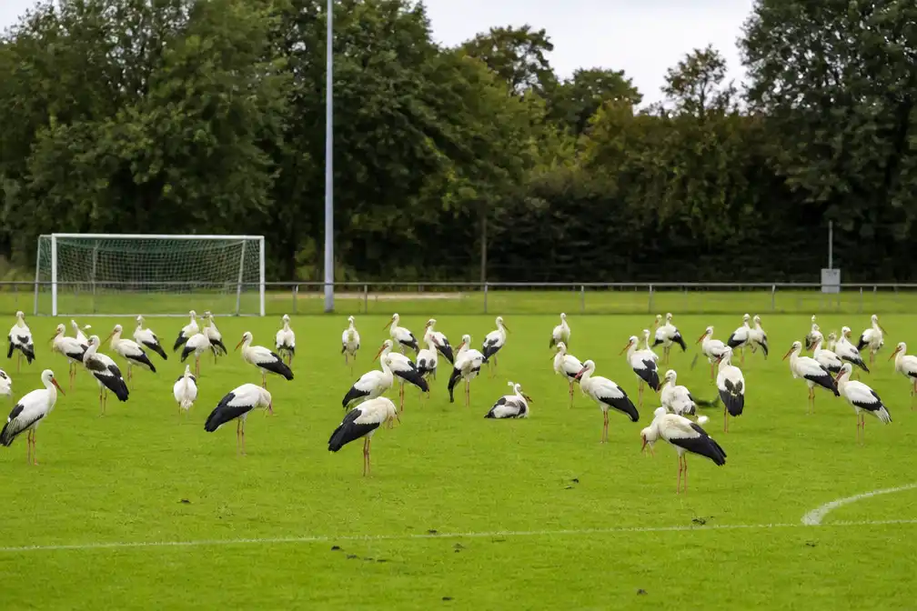 Tientallen ooievaars strijken neer op voetbalveld van RWL Sport in Wolfsdonk