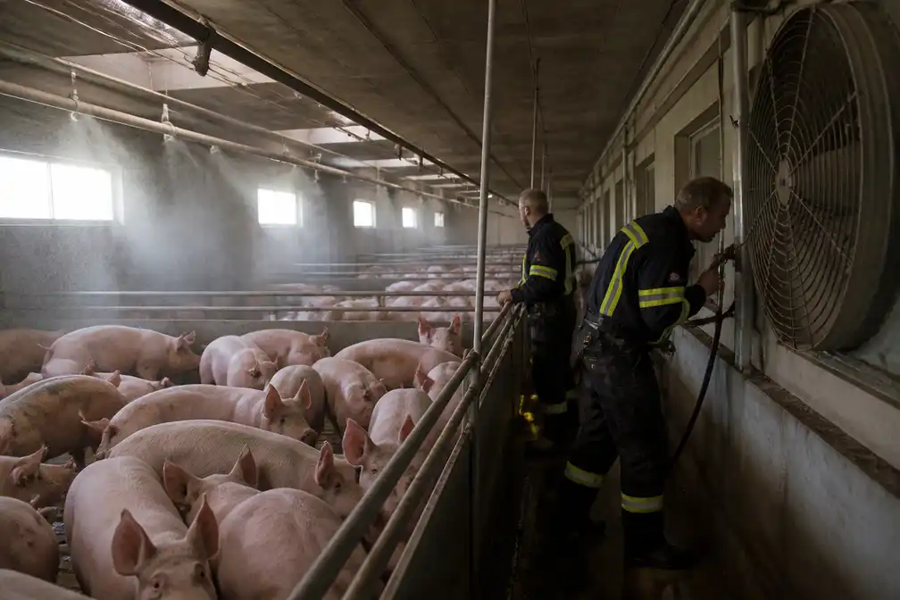 Brandweer redt 400 varkens van oververhitting na stroomstoring in Woumen