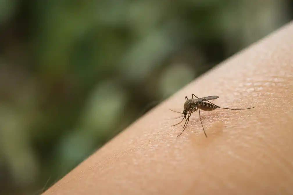 Drie tot tien nieuwe vermoedelijke gevallen van westnijlvirus in Vlaanderen en Brussel