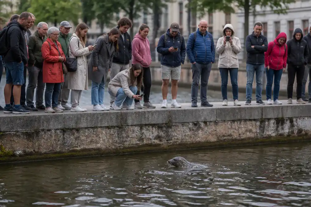 Zeehond duikt op op meerdere plekken in Gent, Sea Life waarschuwt om afstand te houden
