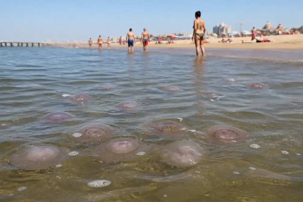 Kwallenplaag verpest stranddag langs Nederlandse kust op 25 juni 2026