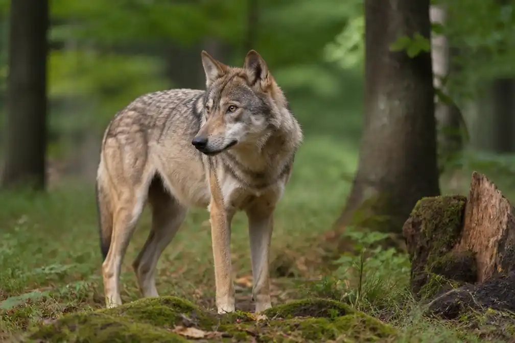 Wolvin vestigt zich blijvend in Luikse Ardennen, meldt SPW