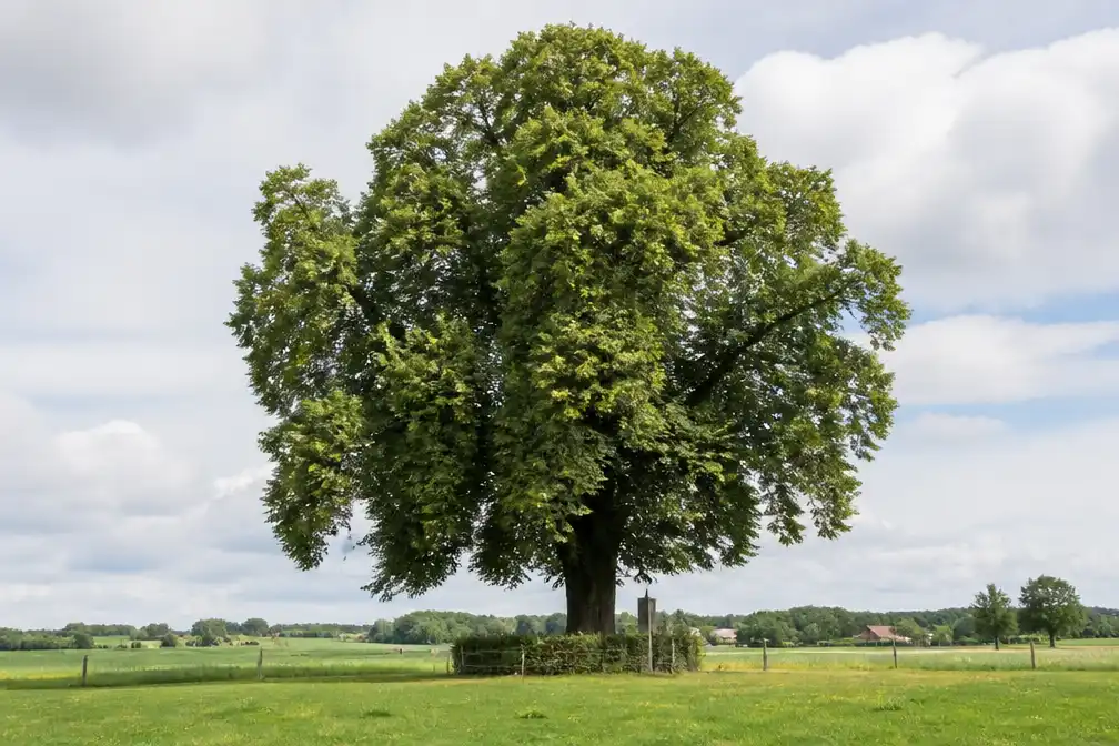Eeuwenoude zomerlinde 'Bedeu Beumke' is Limburgse kandidaat voor Boom van het jaar