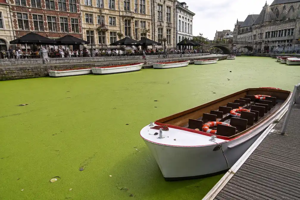 Eendenkroos kleurt Gentse binnenwateren felgroen en hindert toeristenbootjes