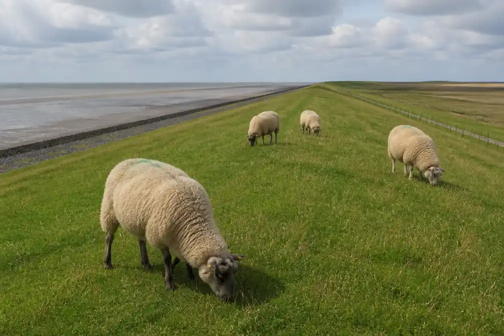 Schapen mogen weer grazen op dijken langs Waddenzee, behalve op Texel