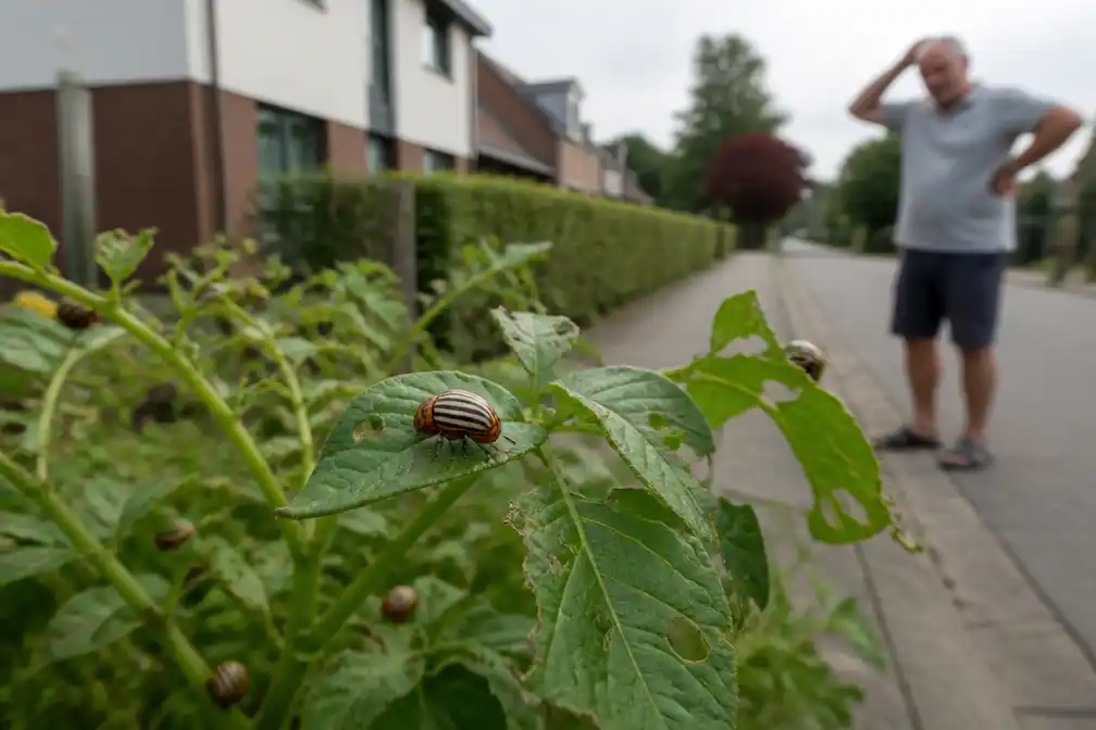 Coloradokevers uit aardappelveld teisteren straten in Tielen