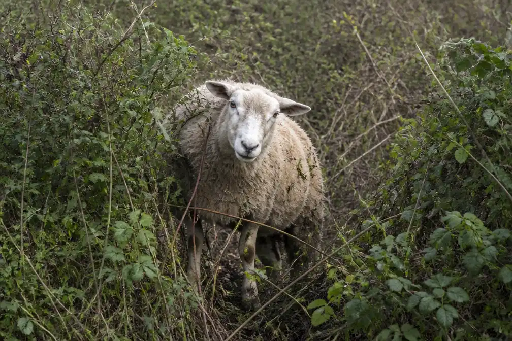 Vastzittend schaap schrikt van brandweer en loopt weg met struik en al