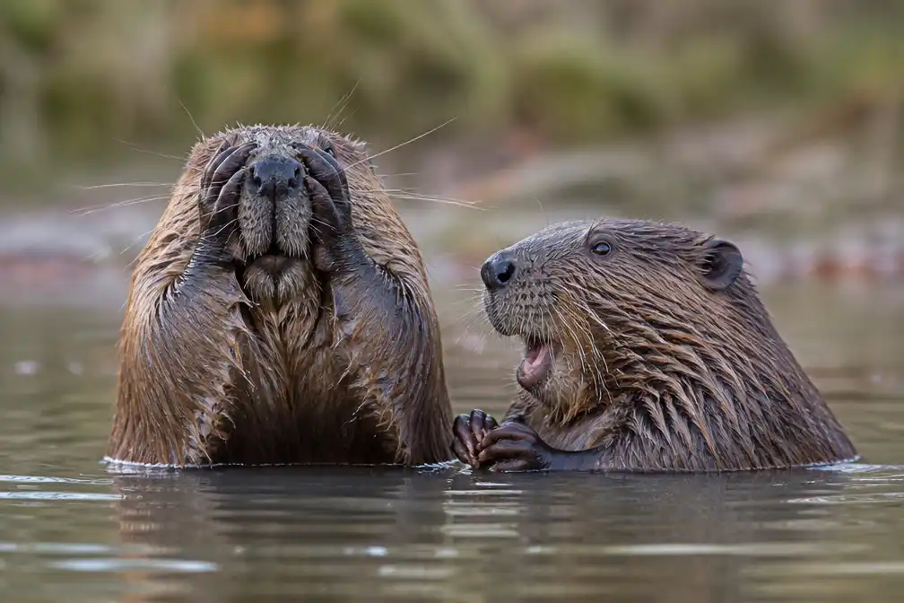 Belgische fotografe Natalie Veekmans bij finalisten Nikon Comedy Wildlife Awards 2026