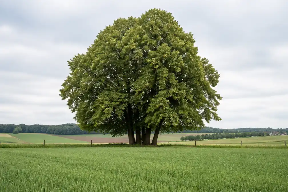 Zomerlinde 'Bedeu Beumke' in Tongeren-Borgloon is Boom van het Jaar 2026